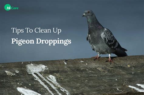 pigeon droppings allergy